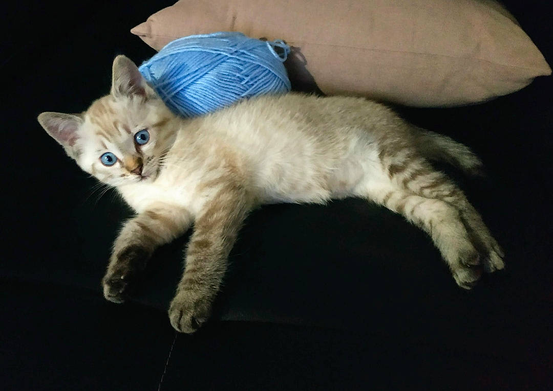 Felibelle participe au concours pour gagner de l'argent avec cette photo : carnivore, cat, claw, comfort, domestic_short_haired_cat, fawn, felidae, fur, paw, sitting, small_to_medium_sized_cats, snout, tail, whiskers, wood