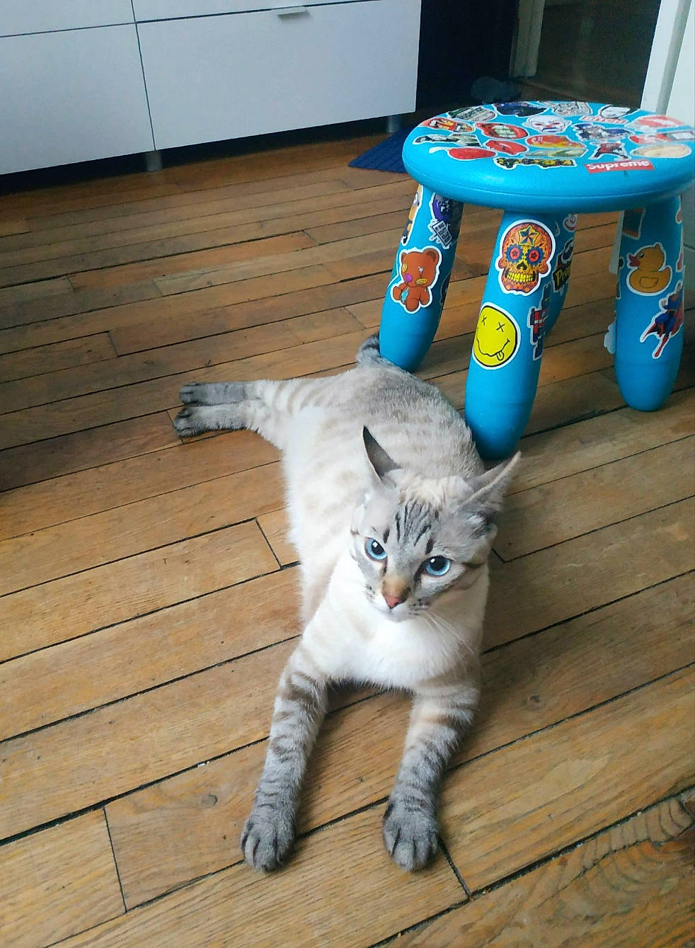 Felibelle a rejoint le concours — aidez-le/la à gagner de superbes lots ! carnivore, cat, chair, domestic_short_haired_cat, electric_blue, felidae, floor, flooring, hardwood, laminate_flooring, paw, plank, small_to_medium_sized_cats, table, tail, varnish, whiskers, wood, wood_flooring, wood_stain