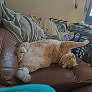 Lynn is registered to the contest to win money with this photo: cat, orange_tabby, couch, leather, blanket, indoor, relaxing, stretching, paw, furniture, living_room, dreamcatcher, table, clutter, household, pet, cozy, sleepy, fur, domestic_animal
