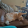 cat, orange_tabby, couch, leather, blanket, indoor, relaxing, stretching, paw, furniture, living_room, dreamcatcher, table, clutter, household, pet, cozy, sleepy, fur, domestic_animal
