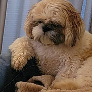 Both is registered to the contest to win money with this photo: animal, blanket, canine, comfort, companion, couch, cozy, curtains, cute, dog, fluffy_dog, fur, furry, home, indoor, light, pet, relaxed, resting, soft_texture