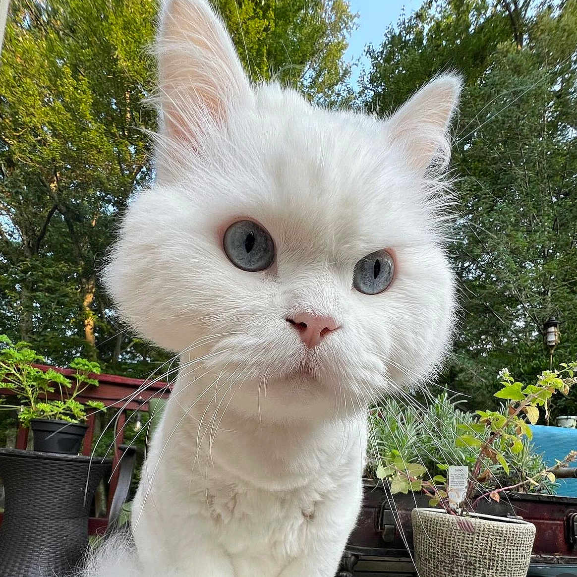 Mushmellow is registered to the contest to win money with this photo: angora, animal, backyard, cat, flower, grass, herbal, herbs, jar, kitten, nature, outdoors, pet, plant, planter, pottedplant, pottery, vase, vegetation, yard