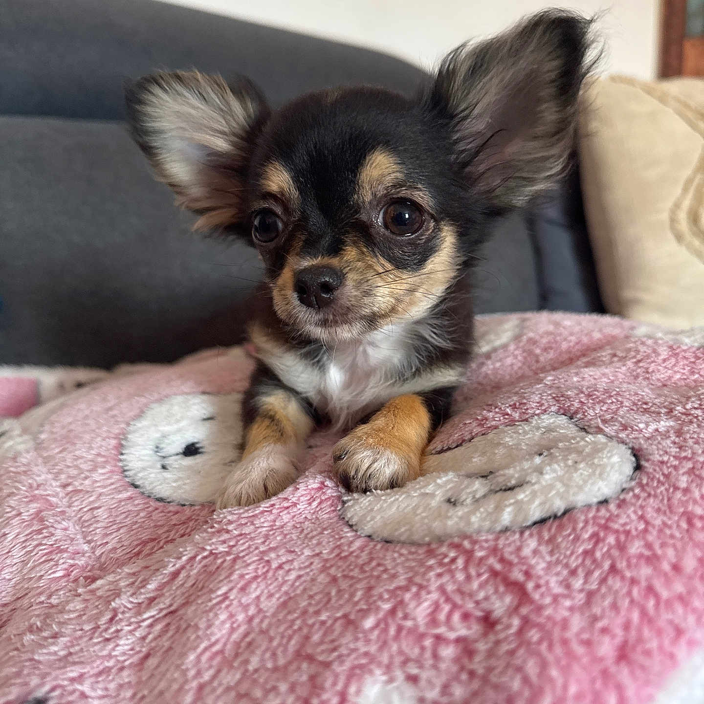 Athena a rejoint le concours — aidez-le/la à gagner de superbes lots ! adorable, animal, blanket, chihuahua, closeup, companion, cute, dog, domestic_animal, ears, fur, indoor, lying_down, pet, pink, portrait, puppy, small_dog, soft, young