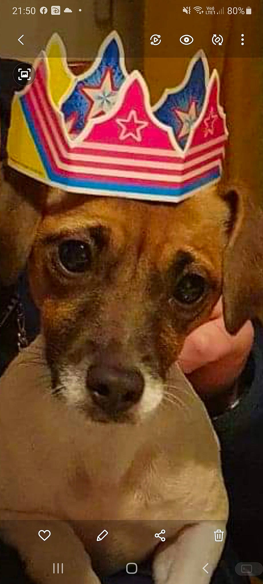 Karma participe au concours pour gagner de l'argent avec cette photo : baseball_cap, canidae, cap, carnivore, collar, companion_dog, costume_hat, dog, dog_breed, dog_collar, fawn, fedora, fur, hat, party_hat, snout, sporting_group, sun_hat, whiskers, working_animal