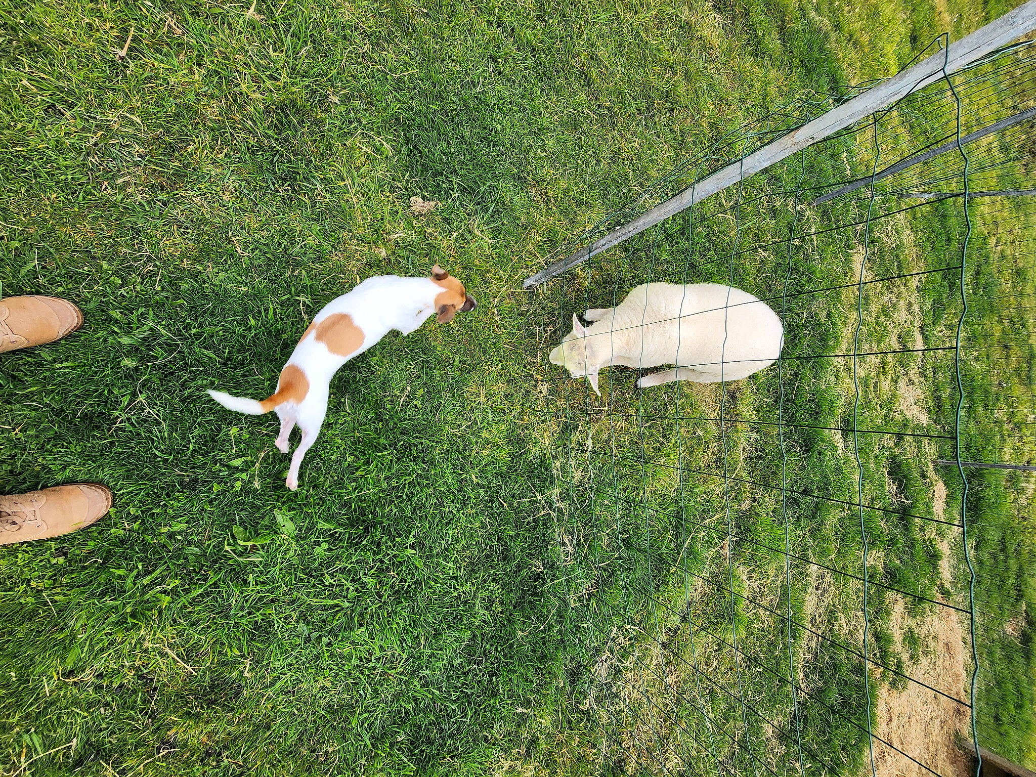 Karma a rejoint le concours — aidez-le/la à gagner de superbes lots ! canidae, carnivore, companion_dog, dog, dog_breed, grass, grass_family, grassland, groundcover, landscape, lawn, pasture, plant, recreation, shadow, shrub, soil, sporting_group, tail, yard
