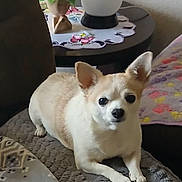 Coco is registered to the contest to win money with this photo: alert, animal, blanket, chihuahua, companion, couch, cozy, cute, decor, dog, domestic, furniture, indoor, living_room, pet, plant, relaxed, resting, small_dog, table