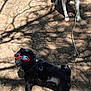 Frank joined the competition — help win amazing prizes! dog, pug, black_dog, red_sunglasses, harness, outdoor, dirt_ground, shadow, sunlight, tree_shadows, white_dog, leash, pet, canine, summer, playful, animal, companion, summer_day, funny
