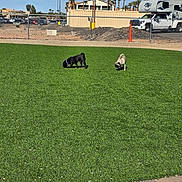 Frank is registered to the contest to win money with this photo: dog, pug, black_dog, fawn_dog, grass, outdoor, daylight, fence, vehicle, truck, building, sky, sidewalk, sniffing, pet, animal, park, leisure, nature, sunny