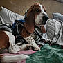 Barkley is registered to the contest to win money with this photo: basset_hound, bed, blanket, canine, cozy, dog, ears, fleece, fur, hood, indoor, jacket, paw, pet, pillow, plaid, relaxed, resting, snout, tail
