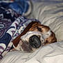 animal, bed, bedding, blanket, canine, closeup, comfort, cozy, dog, fur, indoor, pet, quiet, relaxing, resting, sleep, sleepy, snuggled, soft, warm