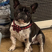 Jax is registered to the contest to win money with this photo: french_bulldog, dog, pet, indoor, carpet, collar, bow, black_and_white, sitting, animal, mammal, cute, companion, blanket, heater, fur, paw, ears, face, home