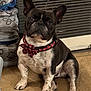 french_bulldog, dog, pet, indoor, carpet, collar, bow, black_and_white, sitting, animal, mammal, cute, companion, blanket, heater, fur, paw, ears, face, home