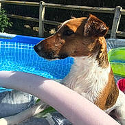 Largo participe au concours pour gagner de l'argent avec cette photo : dog, inflatable_pool, water, pool_noodle, outdoor, sunlight, fence, wet_fur, brown_and_white, summer, pet, canine, side_profile, relaxing, backyard, blue_water, plastic_pool, shade, leisure, animal
