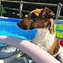 dog, inflatable_pool, water, pool_noodle, outdoor, sunlight, fence, wet_fur, brown_and_white, summer, pet, canine, side_profile, relaxing, backyard, blue_water, plastic_pool, shade, leisure, animal