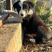 Baïko participe au concours pour gagner de l'argent avec cette photo : puppy, dog, black_and_white, fluffy, portrait, outdoor, garden, sunlight, fence, concrete, ledge, sitting, lying_down, paws, fur, eyes, nose, animal, cute, nature