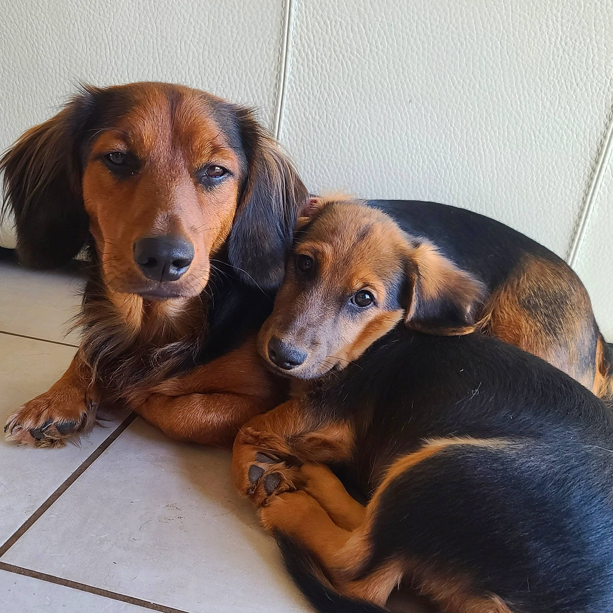 Samy participe au concours pour gagner de l'argent avec cette photo : brown, canidae, carnivore, companion_dog, dog, dog_breed, fawn, hound, hunting_dog, liver, pet_supply, snout, sporting_group, terrestrial_animal, working_animal