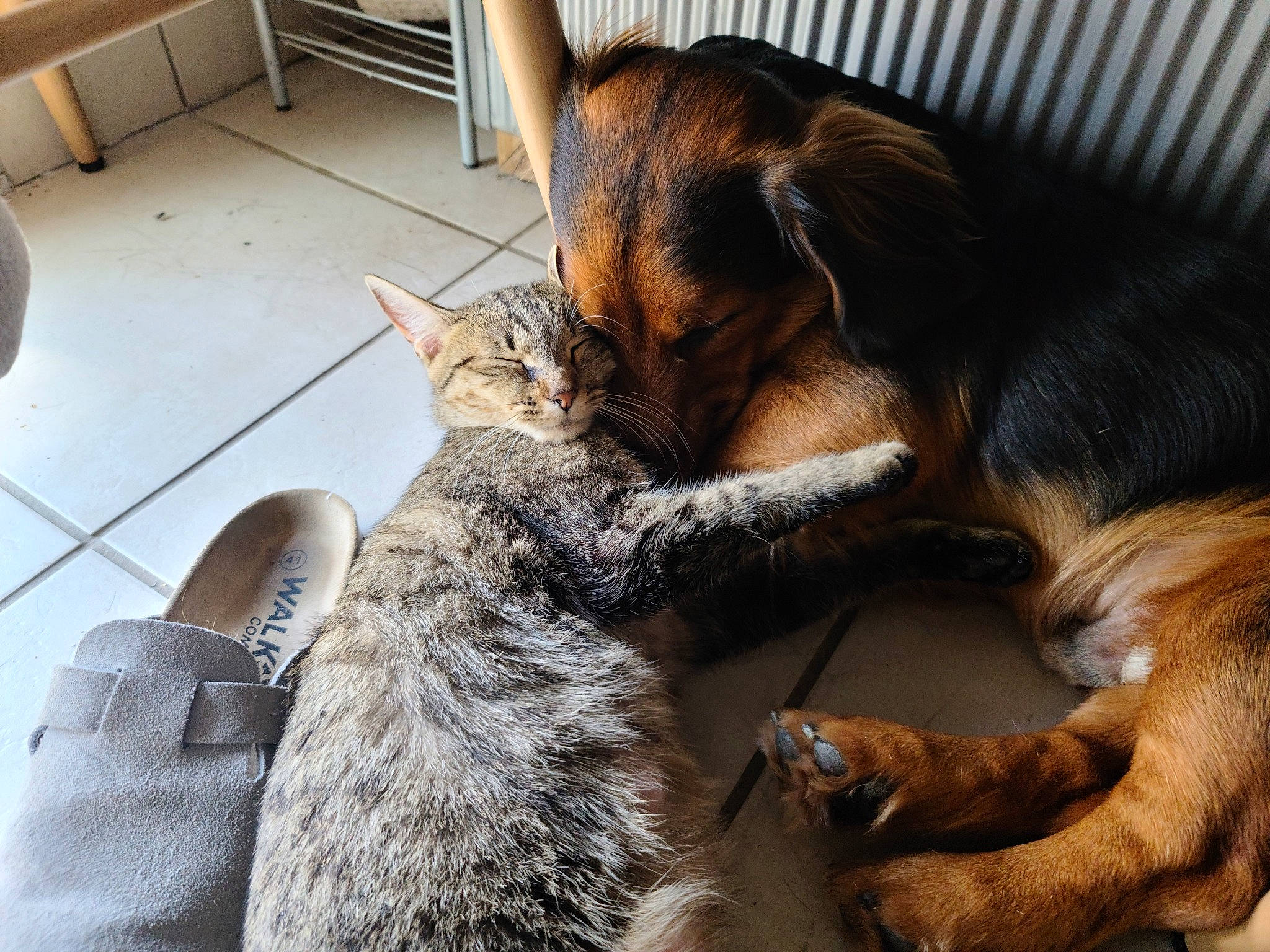 Samy participe au concours pour gagner de l'argent avec cette photo : carnivore, cat, claw, comfort, companion_dog, dog_breed, domestic_short_haired_cat, fawn, felidae, flooring, fur, lap, nap, paw, small_to_medium_sized_cats, snout, sporting_group, tail, whiskers, wood