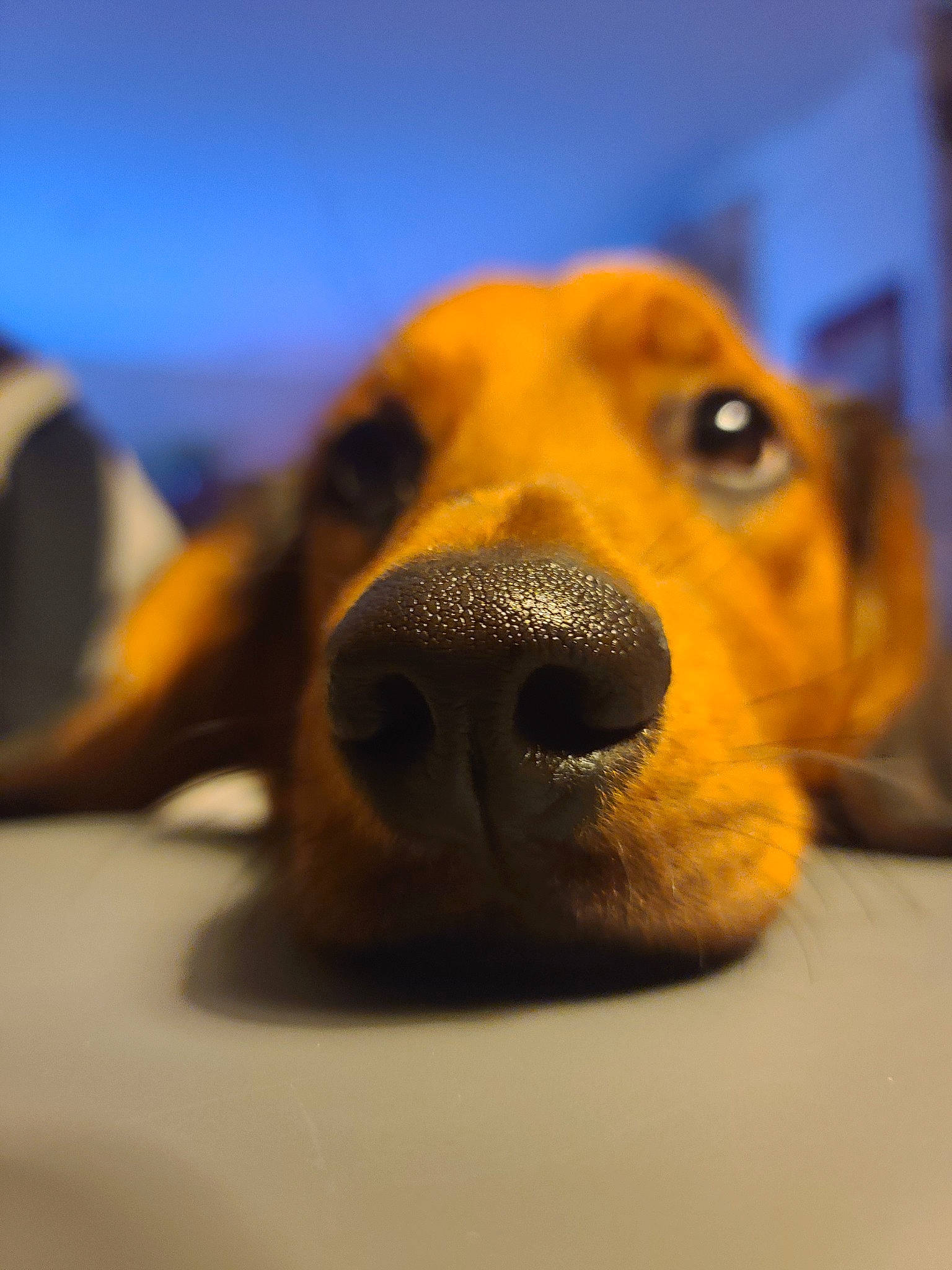 Samy participe au concours pour gagner de l'argent avec cette photo : basset_hound, canidae, carnivore, companion_dog, dog, dog_breed, ear, eye, fawn, fur, head, jaw, liver, pet_supply, puppy, snout, sporting_group, terrestrial_animal, whiskers, working_animal