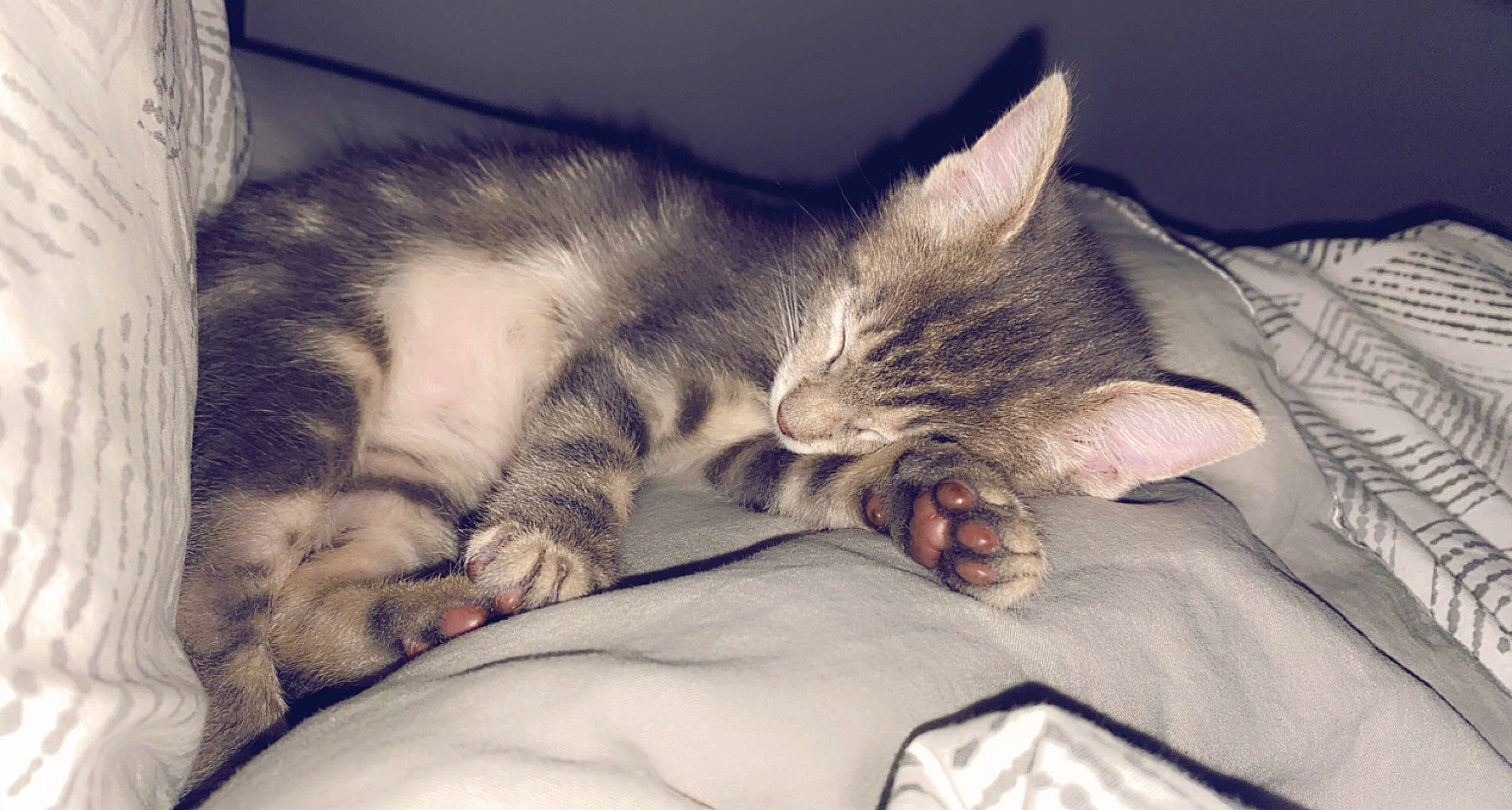 Polo participe au concours pour gagner de l'argent avec cette photo : bedtime, carnivore, cat, cloud, comfort, domestic_short_haired_cat, ear, felidae, fur, grey, linens, love, meteorological_phenomenon, mountain, paw, sky, small_to_medium_sized_cats, snout, tail, whiskers