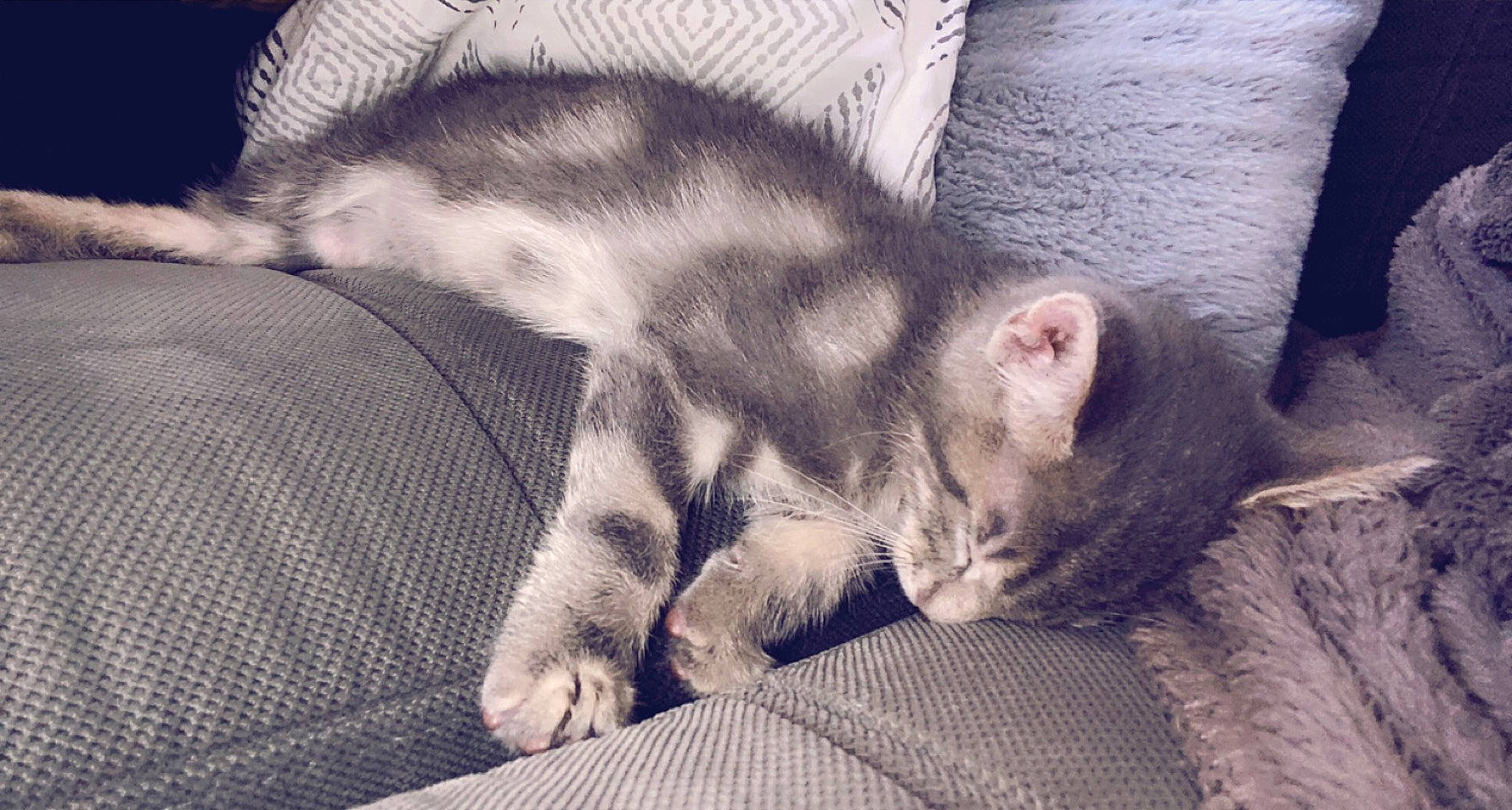 Polo participe au concours pour gagner de l'argent avec cette photo : bedtime, carnivore, cat, claw, cloud, comfort, domestic_short_haired_cat, felidae, fur, grey, linens, monochrome, monochrome_photography, nap, paw, small_to_medium_sized_cats, snout, tail, textile, whiskers