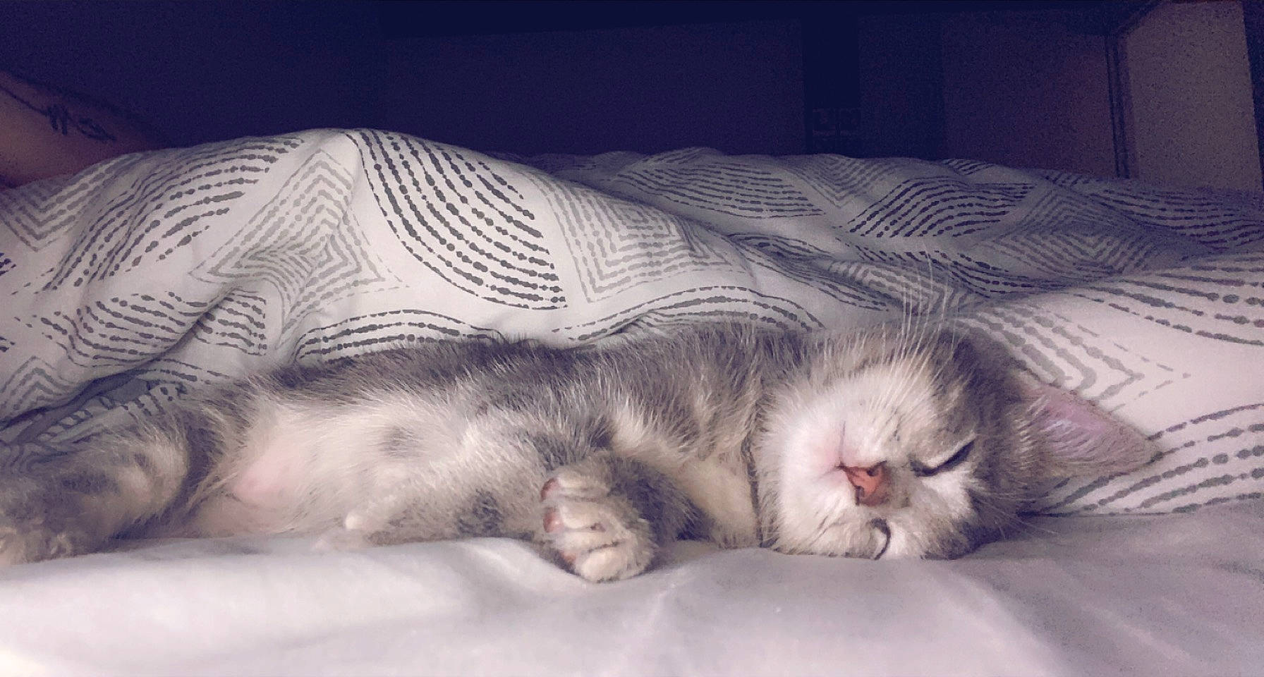 Polo a rejoint le concours — aidez-le/la à gagner de superbes lots ! bed, bedding, carnivore, cat, cloud, comfort, felidae, fur, grey, hand, leg, linens, nose, paw, sky, small_to_medium_sized_cats, snout, tail, textile, whiskers