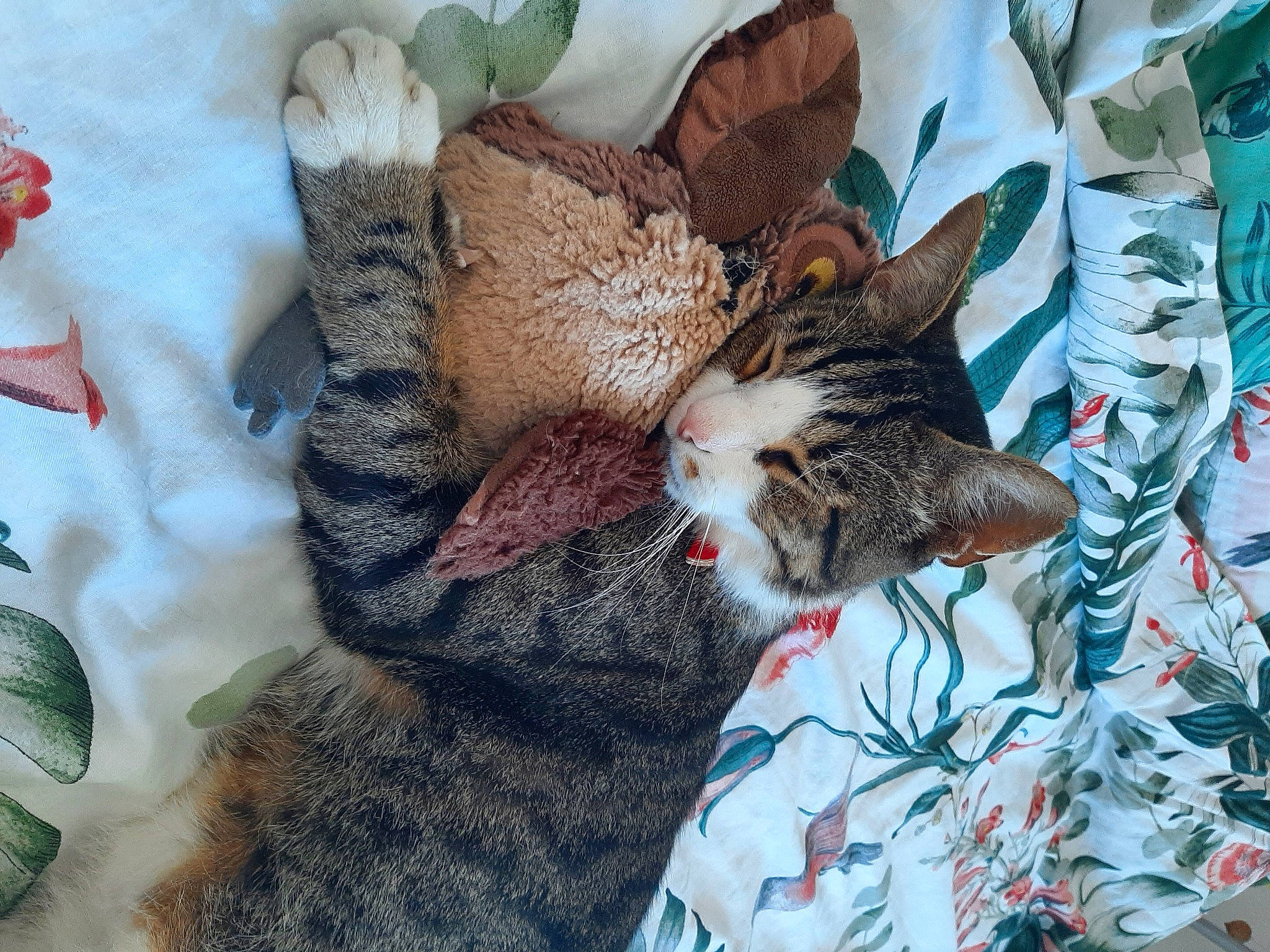 Kakashi participe au concours pour gagner de l'argent avec cette photo : art, carnivore, cat, claw, comfort, domestic_short_haired_cat, fawn, felidae, fur, hat, linens, mammal, pattern, small_to_medium_sized_cats, snout, tail, textile, tree, vertebrate, whiskers