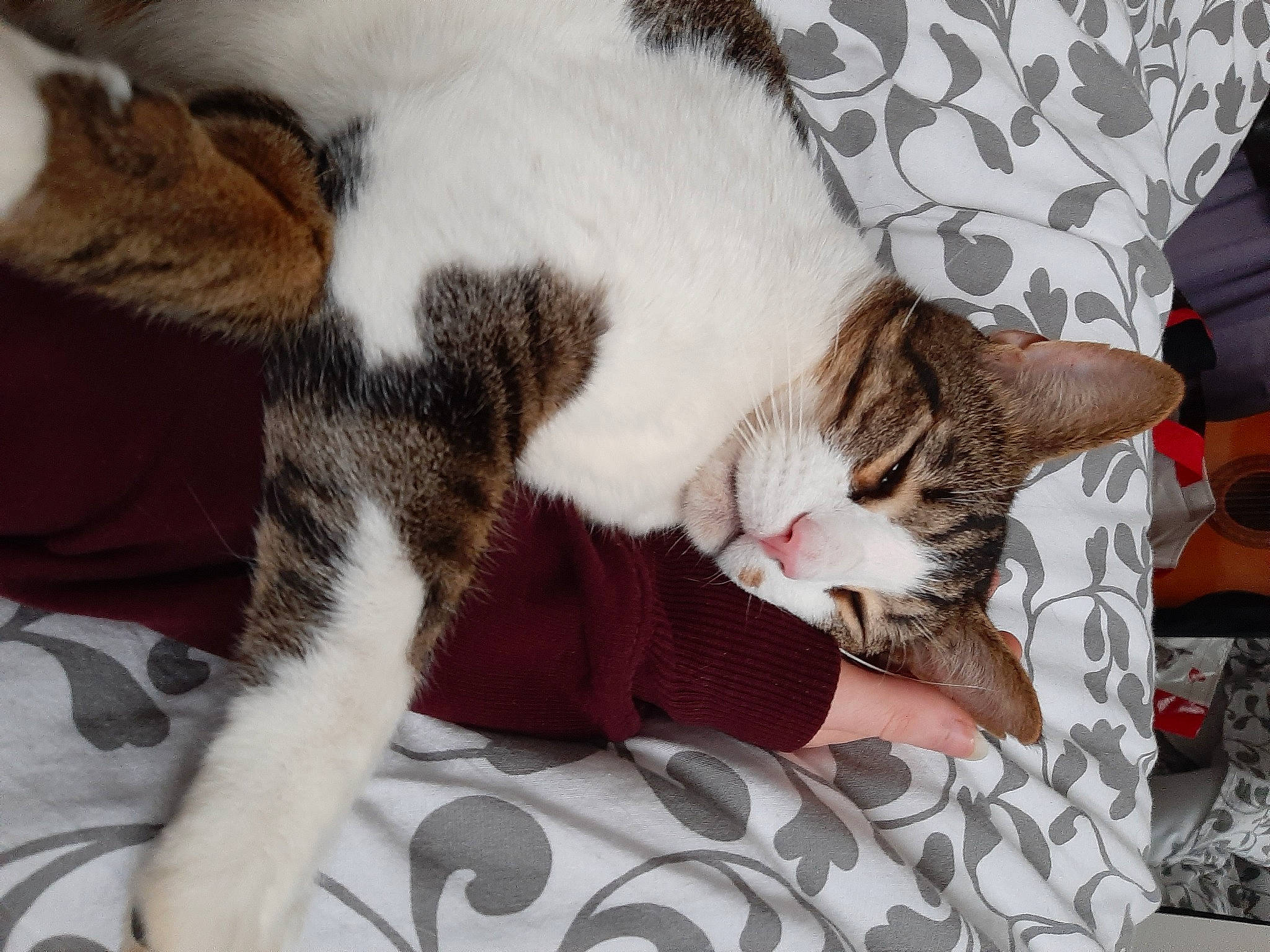 Kakashi participe au concours pour gagner de l'argent avec cette photo : carnivore, cat, claw, comfort, domestic_short_haired_cat, ear, felidae, fur, lap, linens, mammal, nap, paw, sitting, small_to_medium_sized_cats, tail, whiskers