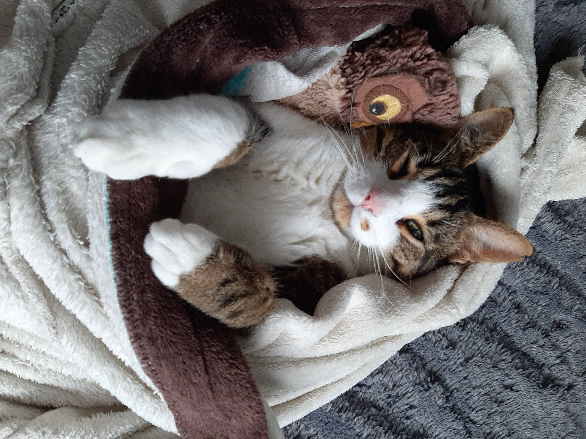 Kakashi a rejoint le concours — aidez-le/la à gagner de superbes lots ! carnivore, cat, claw, comfort, domestic_short_haired_cat, fawn, felidae, fur, grey, linens, nap, paw, sleep, small_to_medium_sized_cats, tail, textile, whiskers, wood