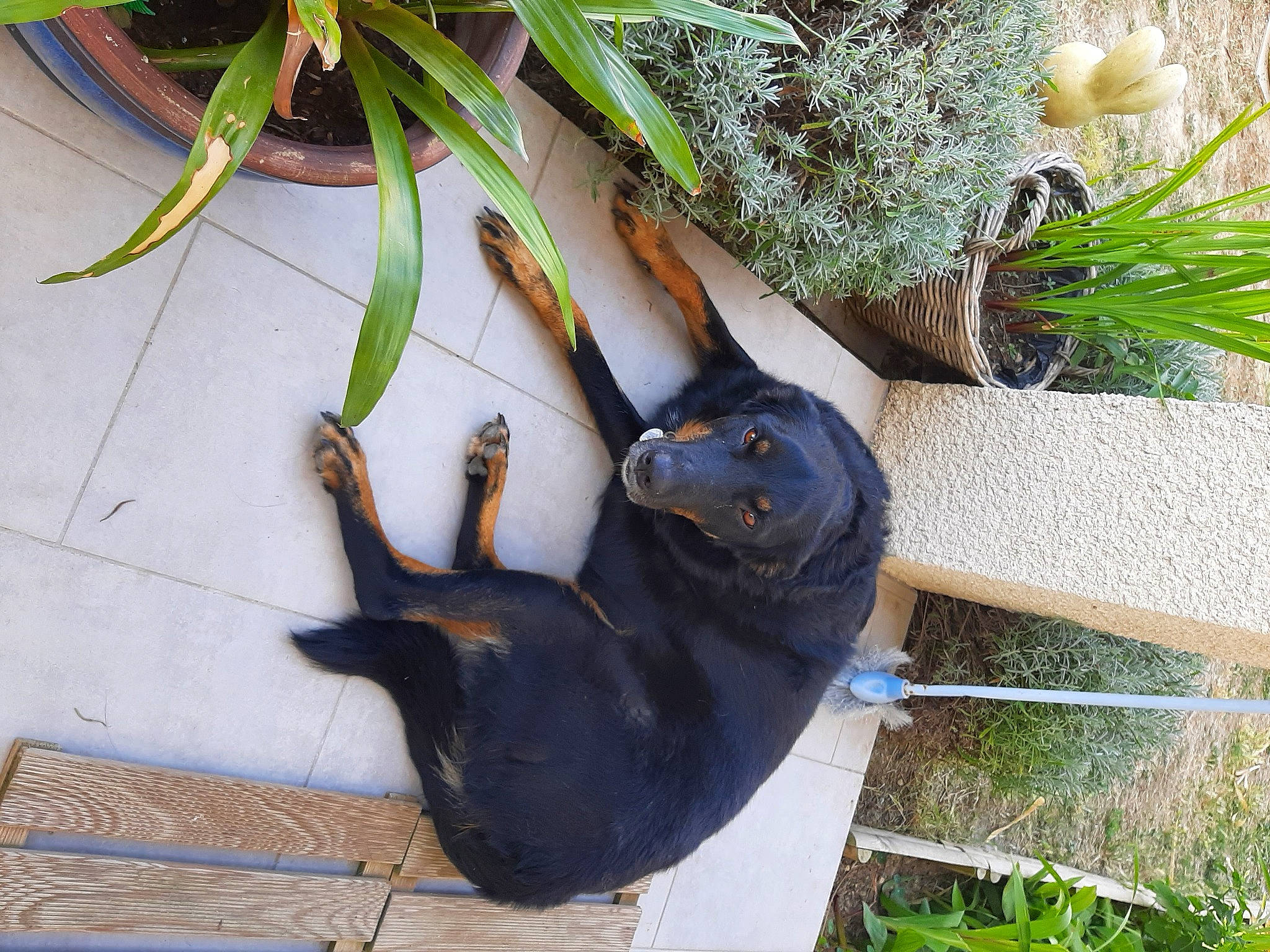 Siska a rejoint le concours — aidez-le/la à gagner de superbes lots ! botany, dog, electric_blue, fashion_accessory, floral_design, flower, flower_arranging, flowering_plant, flowerpot, grass, green, herb, natural_material, plant, tail, terrestrial_animal, terrestrial_plant, twig, wood, working_animal