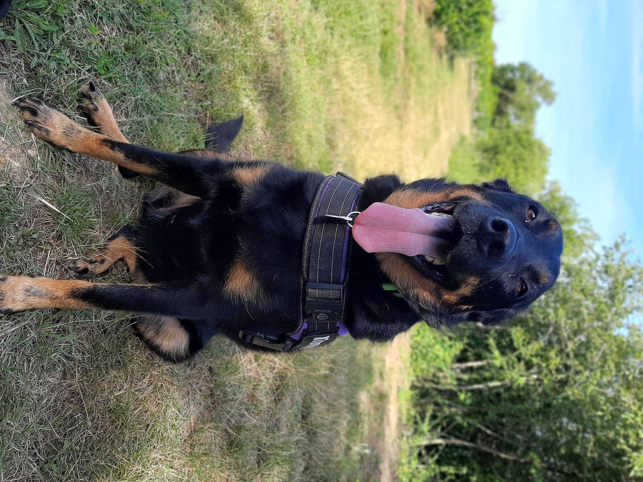 Siska a rejoint le concours — aidez-le/la à gagner de superbes lots ! canidae, carnivore, cloud, companion_dog, dog, dog_breed, fur, grass, guard_dog, personal_protective_equipment, plant, sky, snout, sporting_group, tail, tree, working_animal, working_dog