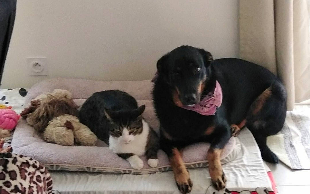 Siska participe au concours pour gagner de l'argent avec cette photo : borador, canidae, carnivore, cat, comfort, companion_dog, dog, dog_breed, domestic_short_haired_cat, felidae, fur, guard_dog, linens, paw, small_to_medium_sized_cats, snout, tail, whiskers, working_animal, working_dog