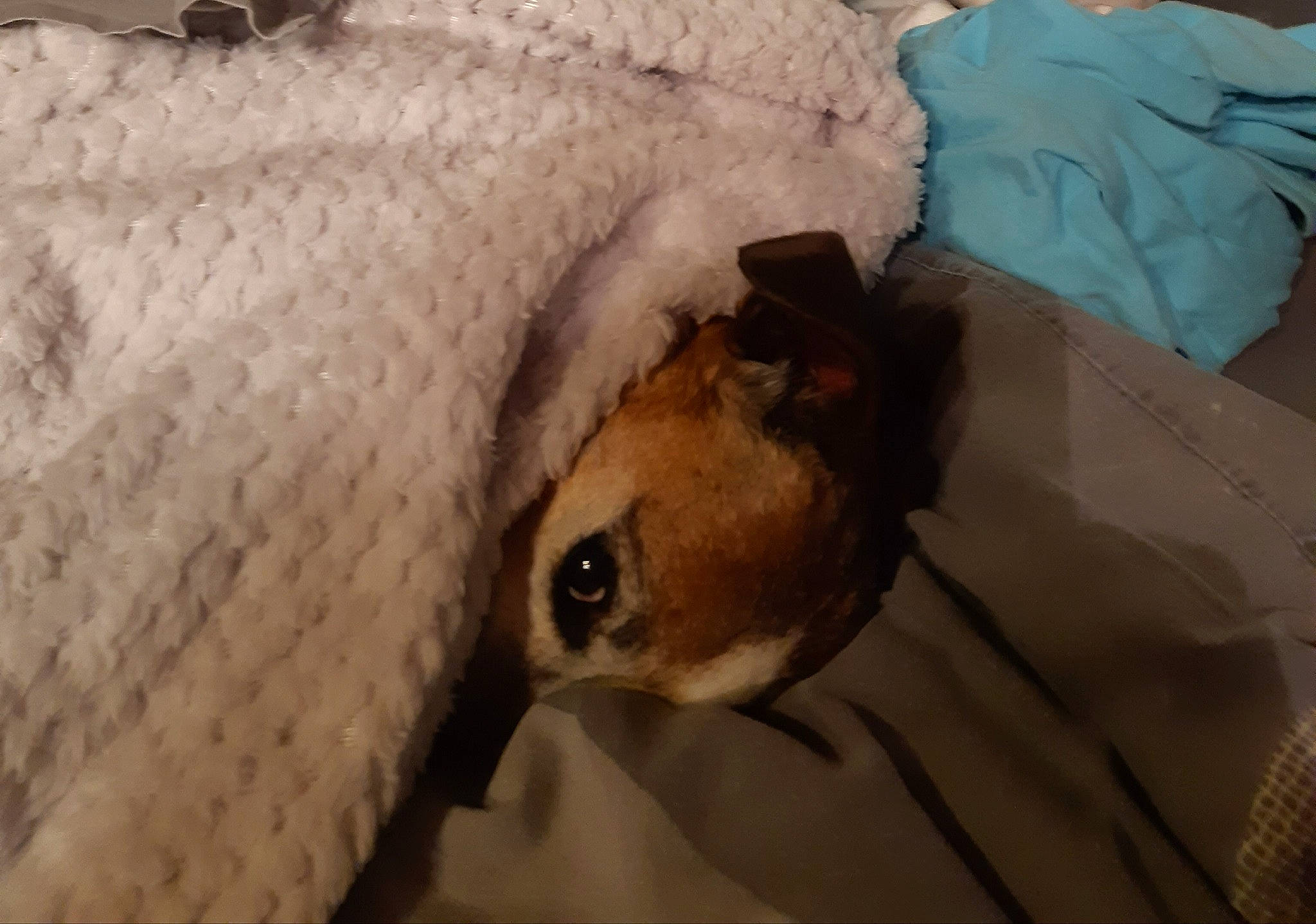 Energie participe au concours pour gagner de l'argent avec cette photo : beak, beige, bird, bird_of_prey, falconiformes, fawn, linens, snout, terrestrial_animal, vertebrate