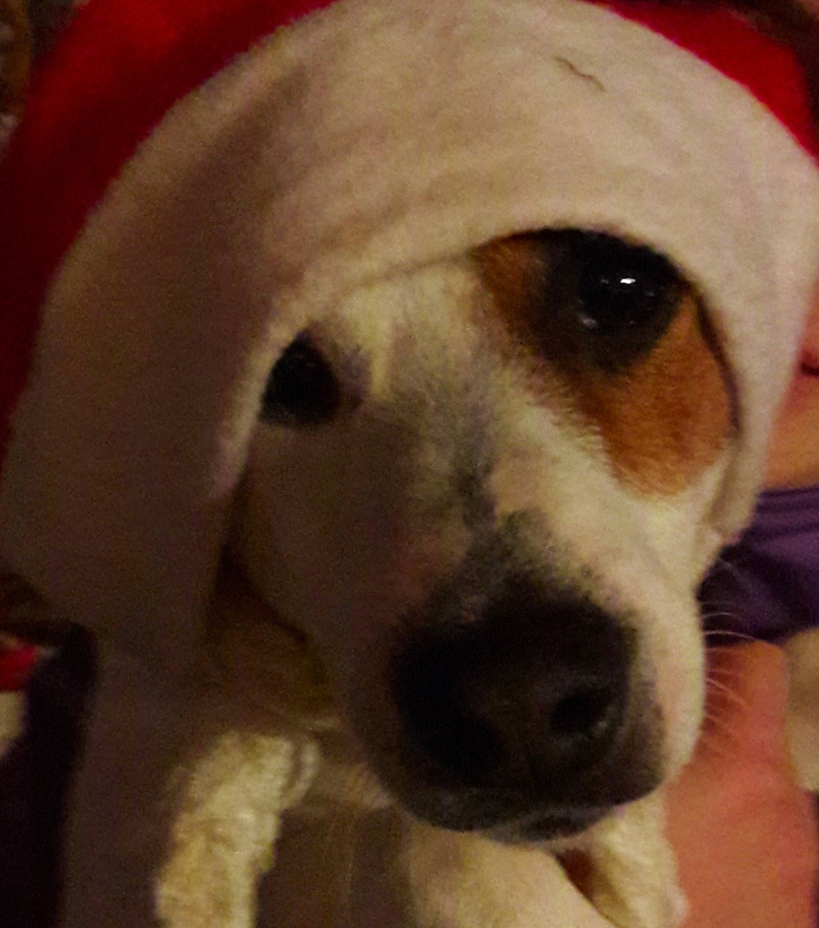 Moustic participe au concours pour gagner de l'argent avec cette photo : ancient_dog_breeds, canidae, carnivore, companion_dog, dog, dog_breed, dog_clothes, dog_supply, fawn, mammal, pet_supply, snout, sporting_group, terrestrial_animal, vertebrate, whiskers, working_animal, working_dog