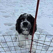 Rome is registered to the contest to win money with this photo: animal, black_and_white, blue_eye, brown_eye, canine, cold, curious, daylight, dog, fence, fur, heterochromia, leash, nature, outdoor, pet, playful, snow, snowflake, winter