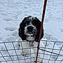 animal, black_and_white, blue_eye, brown_eye, canine, cold, curious, daylight, dog, fence, fur, heterochromia, leash, nature, outdoor, pet, playful, snow, snowflake, winter