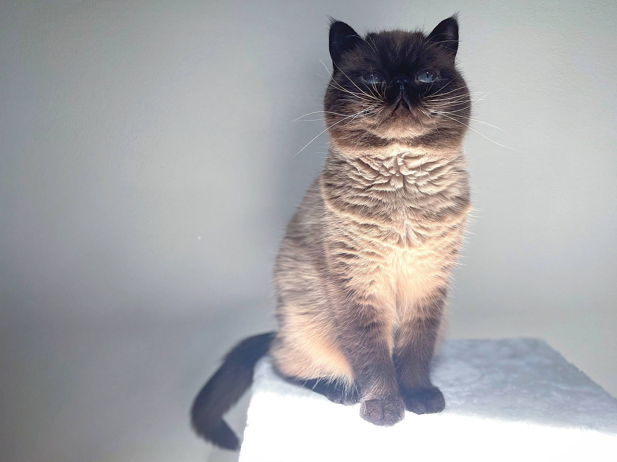 Bernard is registered to the contest to win money with this photo: black_cat, carnivore, cat, domestic_short_haired_cat, electric_blue, eye, fawn, felidae, flooring, fur, paw, sitting, small_to_medium_sized_cats, snout, tail, terrestrial_animal, tree, whiskers, wildlife, window