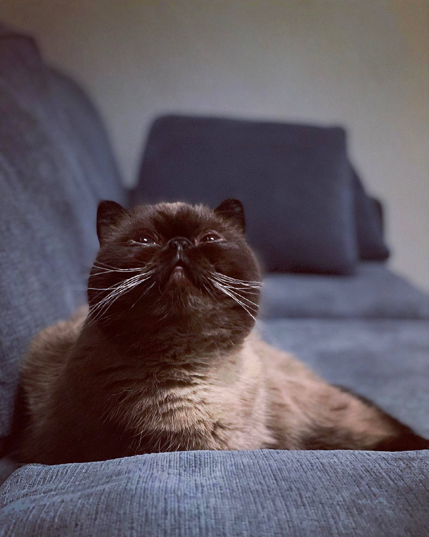 Bernard joined the competition — help win amazing prizes! black_cat, carnivore, cat, comfort, fawn, felidae, flooring, foot, fur, grey, hair, hardwood, human_leg, small_to_medium_sized_cats, snout, tail, terrestrial_animal, tints_and_shades, whiskers, wood