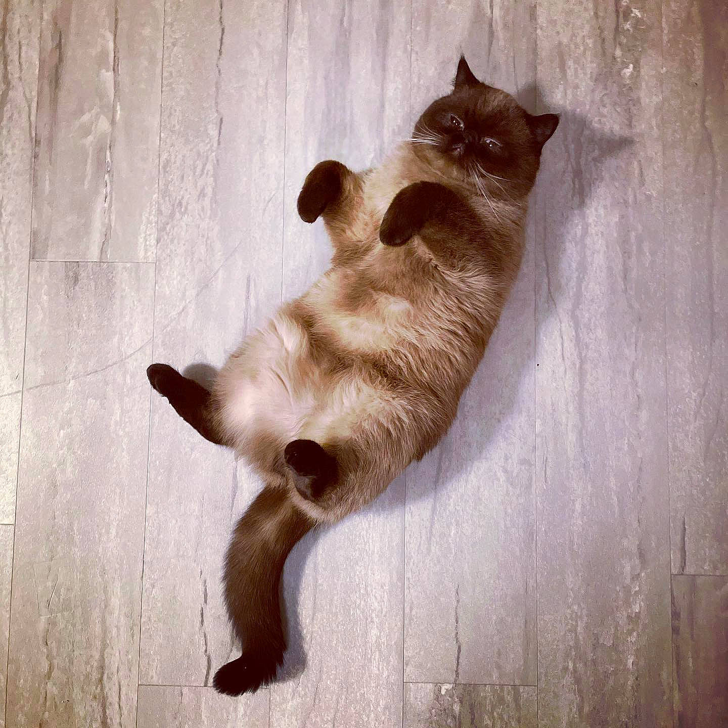 Bernard is registered to the contest to win money with this photo: canidae, carnivore, cat, claw, dog_breed, domestic_short_haired_cat, fawn, felidae, flooring, hardwood, leg, liver, paw, small_to_medium_sized_cats, snout, sporting_group, tail, terrestrial_animal, whiskers, wood