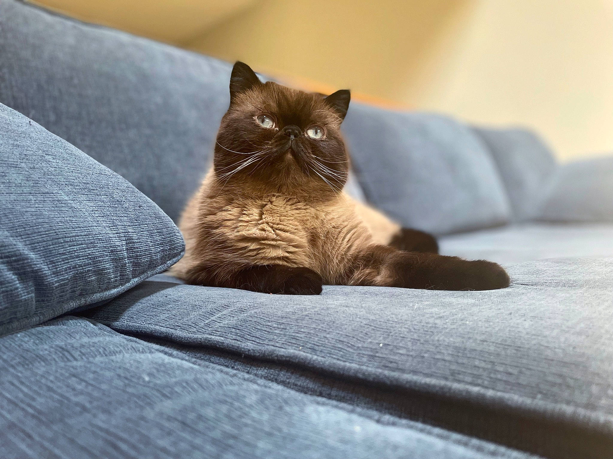 Bernard is registered to the contest to win money with this photo: bedding, carnivore, cat, comfort, eye, fawn, felidae, flooring, fur, grey, hardwood, human_leg, linens, small_to_medium_sized_cats, snout, tail, textile, tints_and_shades, whiskers, wood