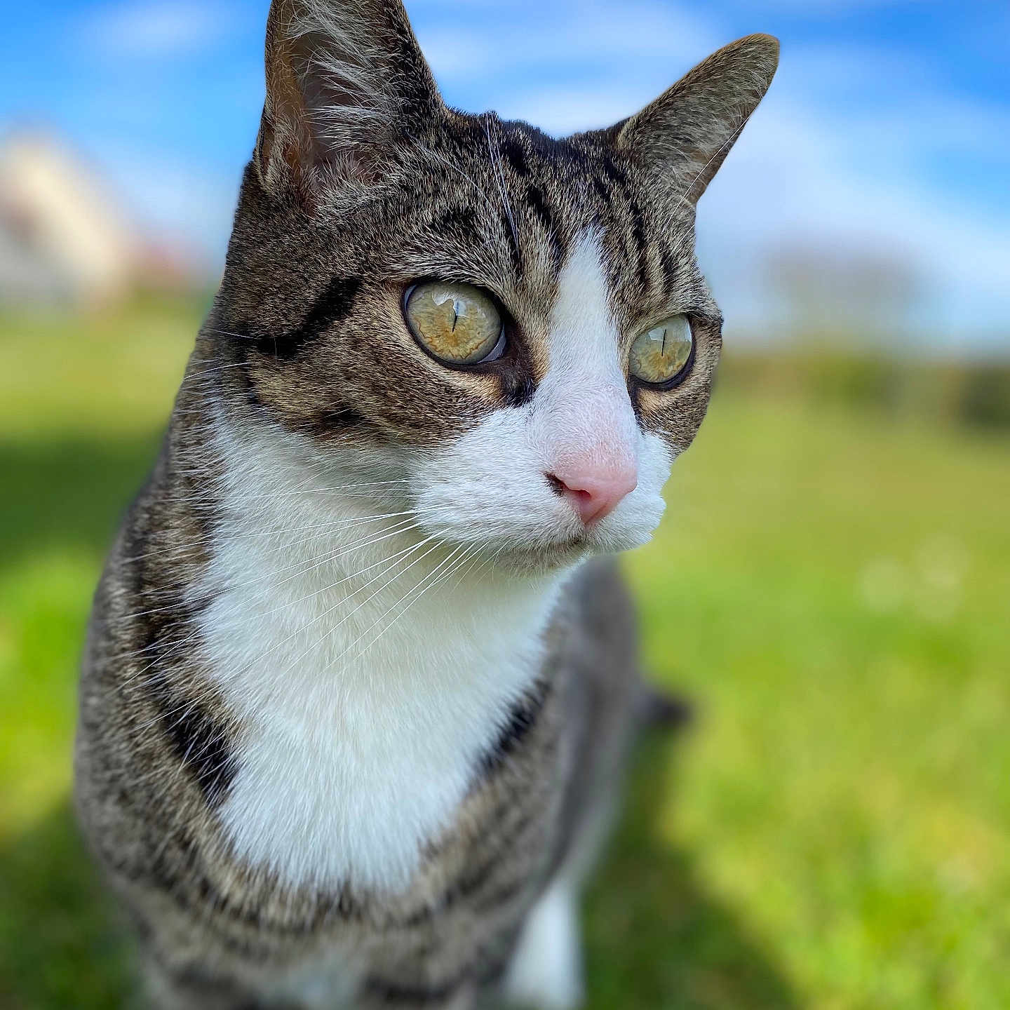 Cookie a rejoint le concours — aidez-le/la à gagner de superbes lots ! abyssinian, animal, cat, egyptiancat, field, grass, grassland, kitten, lawn, manx, nature, outdoors, pet, plant