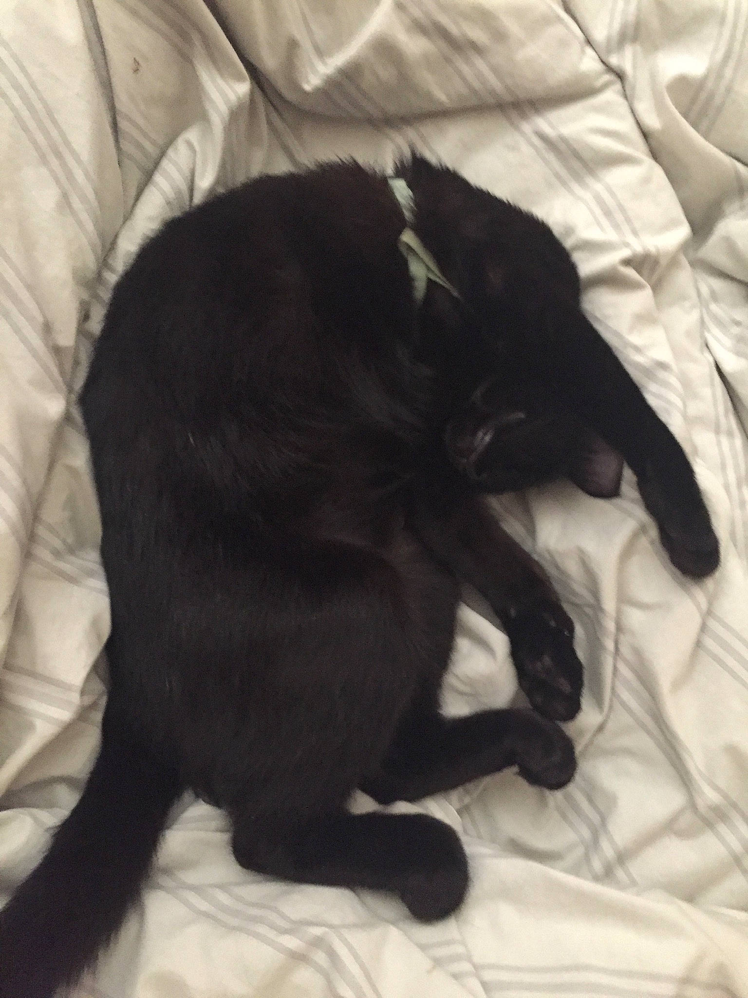 Thiago joined the competition — help win amazing prizes! black_cat, bombay, borador, carnivore, cat, claw, comfort, companion_dog, dog, dog_breed, felidae, fur, mammal, small_to_medium_sized_cats, sporting_group, tail, terrestrial_animal, vertebrate, whiskers, working_animal