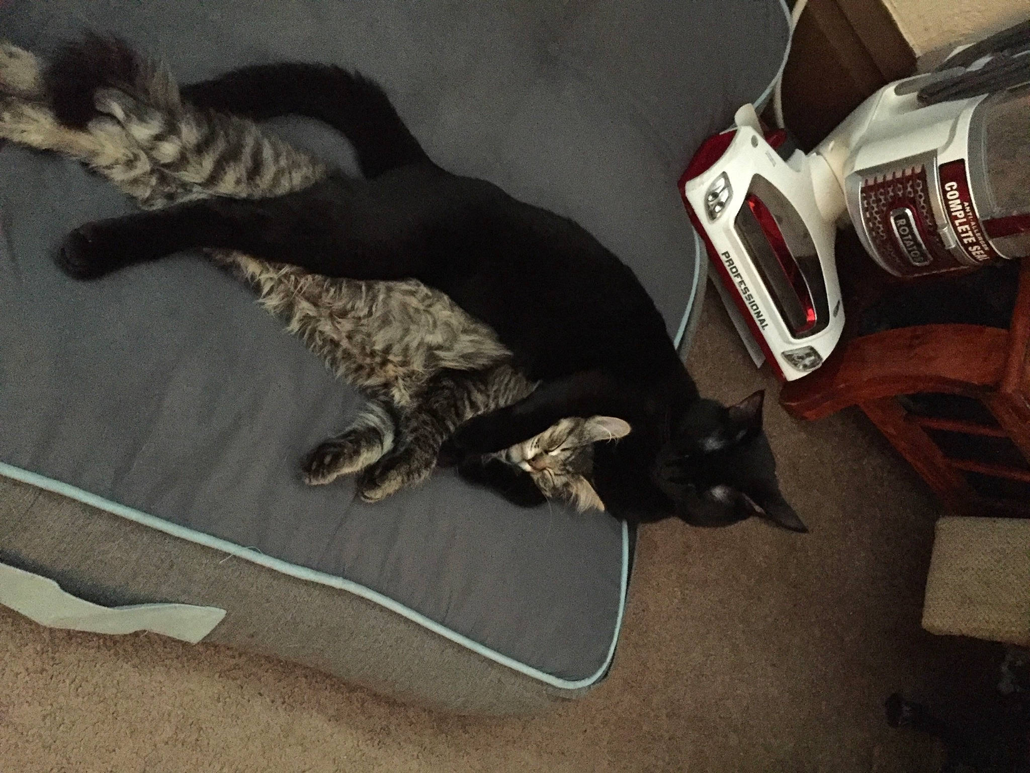 Thiago joined the competition — help win amazing prizes! auto_part, automotive_lighting, automotive_tire, bottle, canidae, carmine, carnivore, cat, comfort, companion_dog, dog_breed, domestic_short_haired_cat, felidae, power_tool, small_to_medium_sized_cats, sporting_group, tail, terrestrial_animal, tool, whiskers