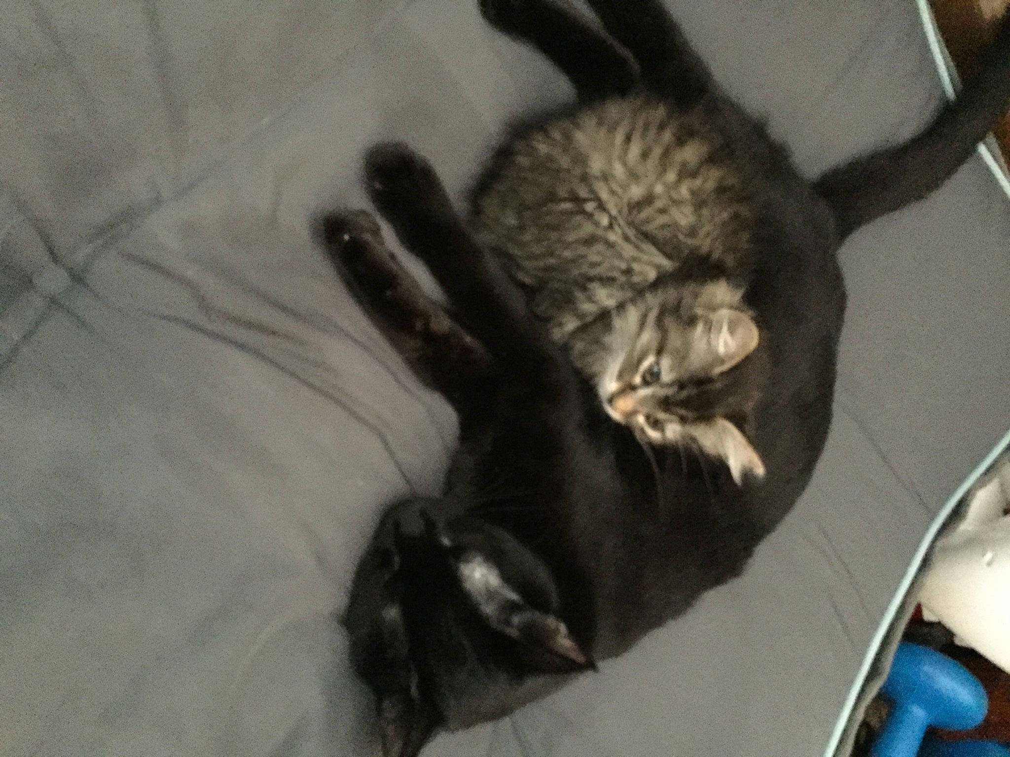 Thiago joined the competition — help win amazing prizes! black_cat, carnivore, cat, claw, comfort, dog_breed, domestic_short_haired_cat, fawn, felidae, fur, paw, procyonidae, small_to_medium_sized_cats, snout, sporting_group, tail, terrestrial_animal, tree, whiskers, wood