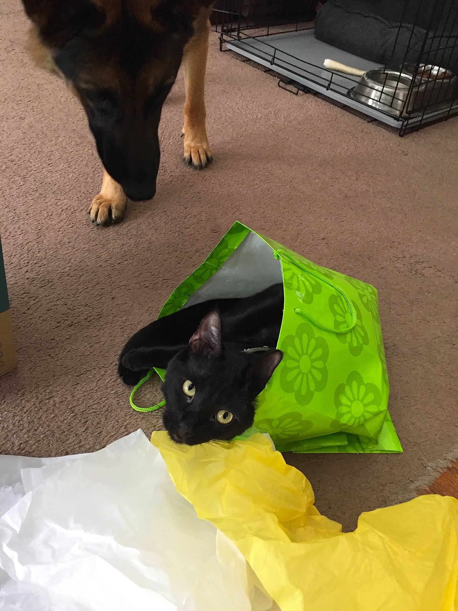 Thiago is registered to the contest to win money with this photo: bag, black_cat, bombay, carnivore, cat, comfort, companion_dog, dog_breed, domestic_short_haired_cat, felidae, flooring, fur, green, human_leg, pet_supply, small_to_medium_sized_cats, snout, tail, whiskers, working_animal