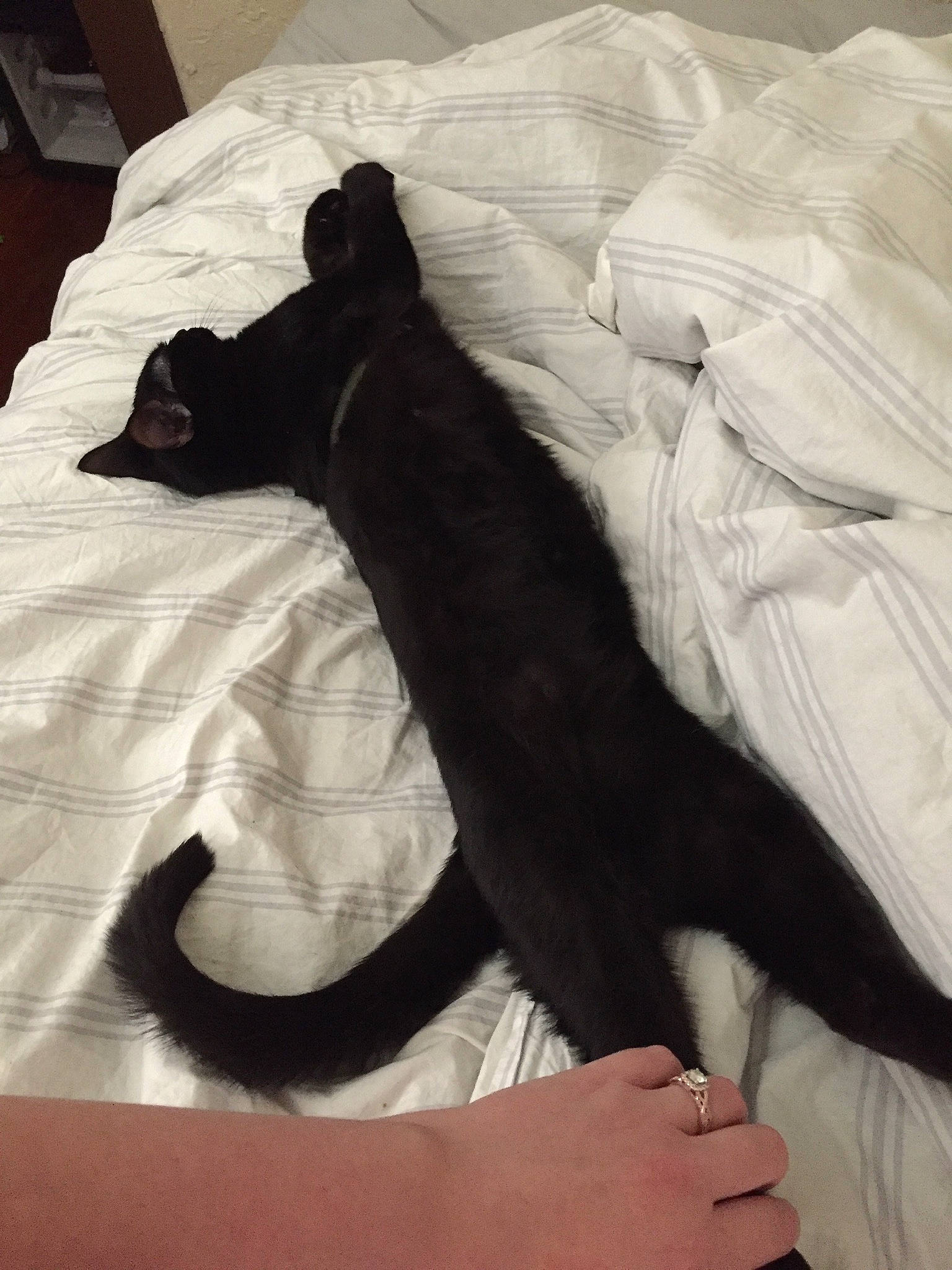 Thiago is registered to the contest to win money with this photo: bed, bed_sheet, bedding, black_cat, carnivore, cat, comfort, companion_dog, dog_breed, felidae, fur, gesture, hardwood, linens, room, small_to_medium_sized_cats, snout, tail, terrestrial_animal, whiskers