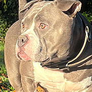 Nala a rejoint le concours — aidez-le/la à gagner de superbes lots ! animal, bostonbull, boxer, bulldog, canine, dog, frenchbulldog, machine, pet, pitbull, puppy, snout, spoke, terrier, text, whitedog