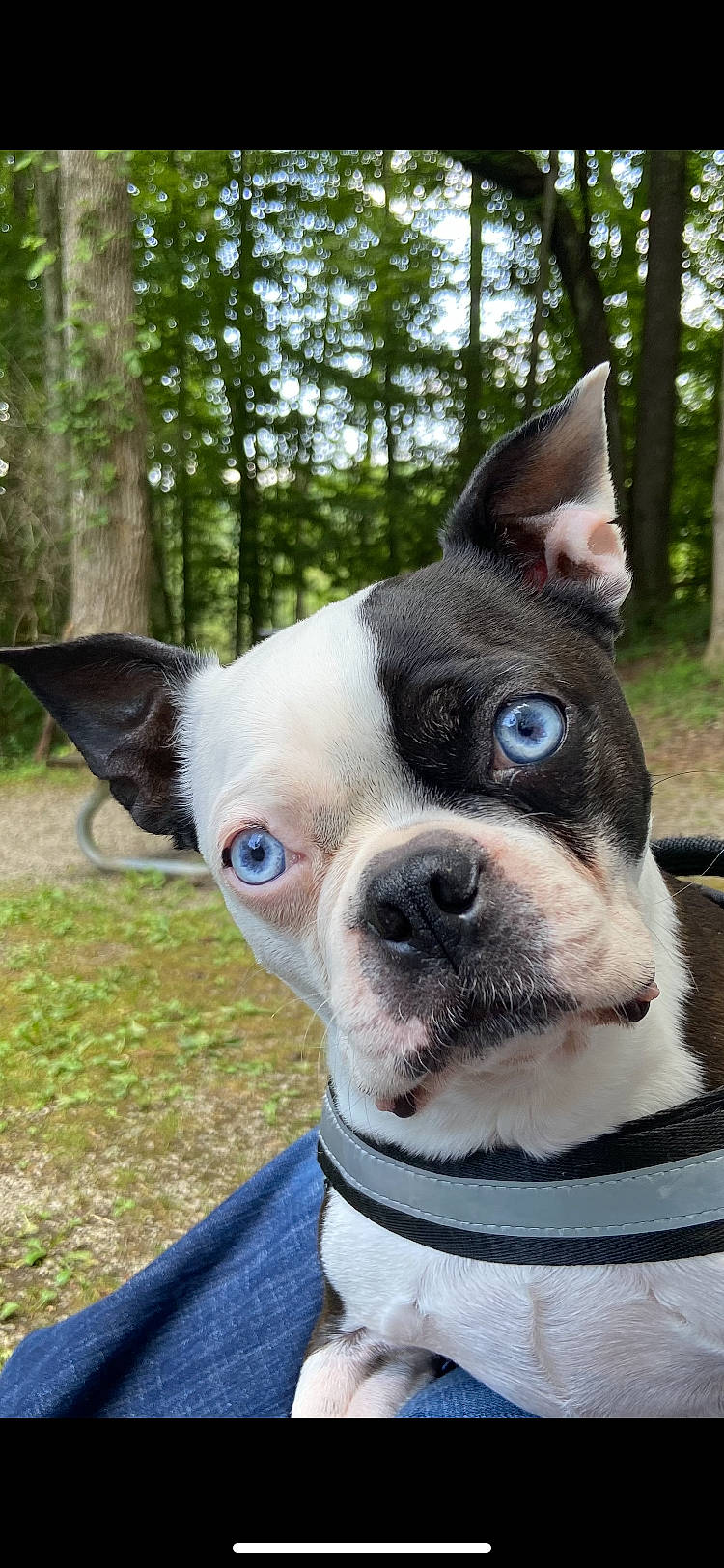 Blue joined the competition — help win amazing prizes! boston_terrier, canidae, carnivore, collar, companion_dog, dog, dog_breed, dog_collar, ear, eye, fawn, grass, head, mammal, plant, snout, sporting_group, tree, whiskers, working_animal