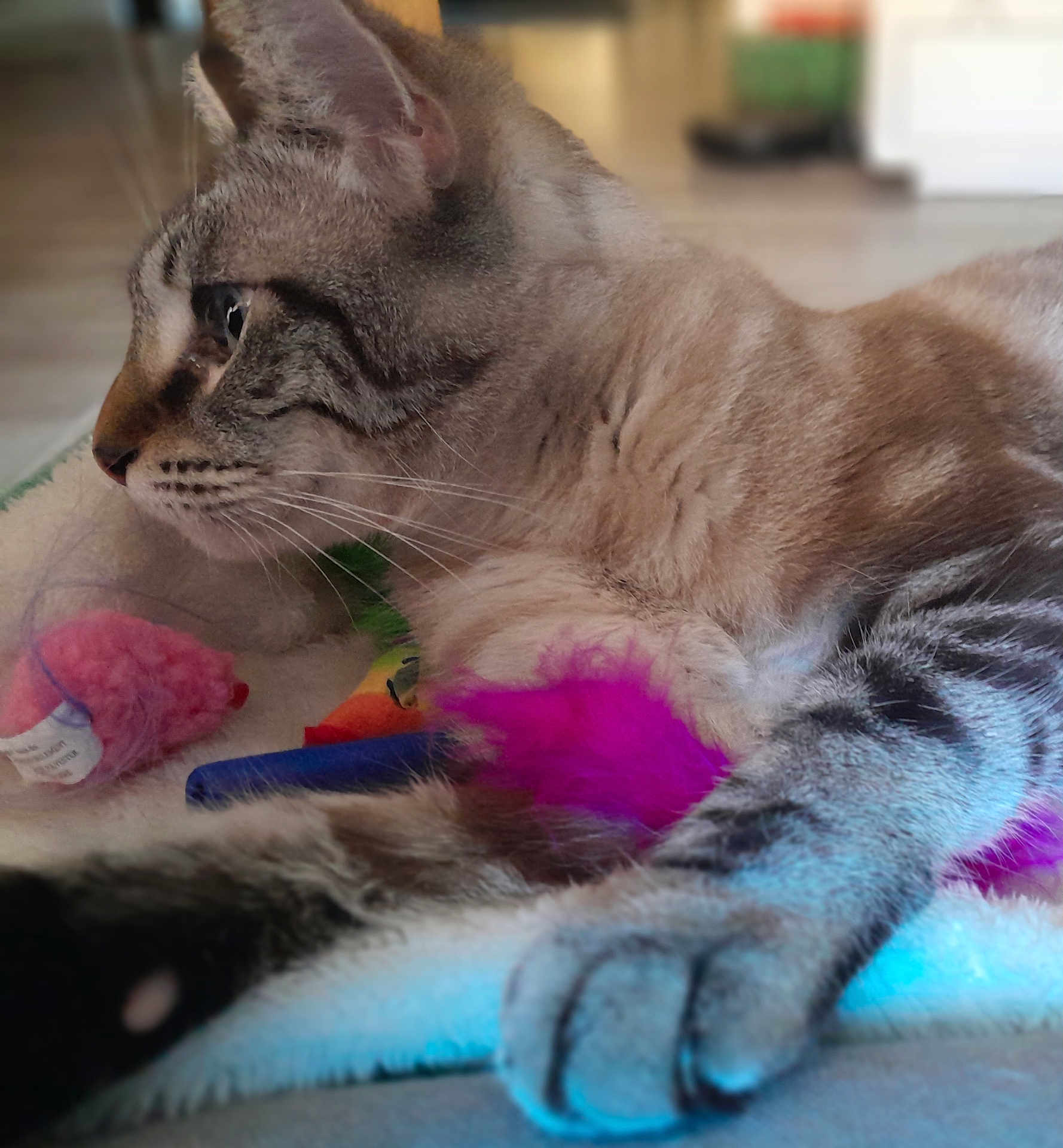 Simba participe au concours pour gagner de l'argent avec cette photo : cat, tabby_cat, feline, pet, indoor, toy, fuzzy_toy, paw, whiskers, fur, relaxed, closeup, side_profile, floor, cozy, animal, mammal, domestic, playful, resting