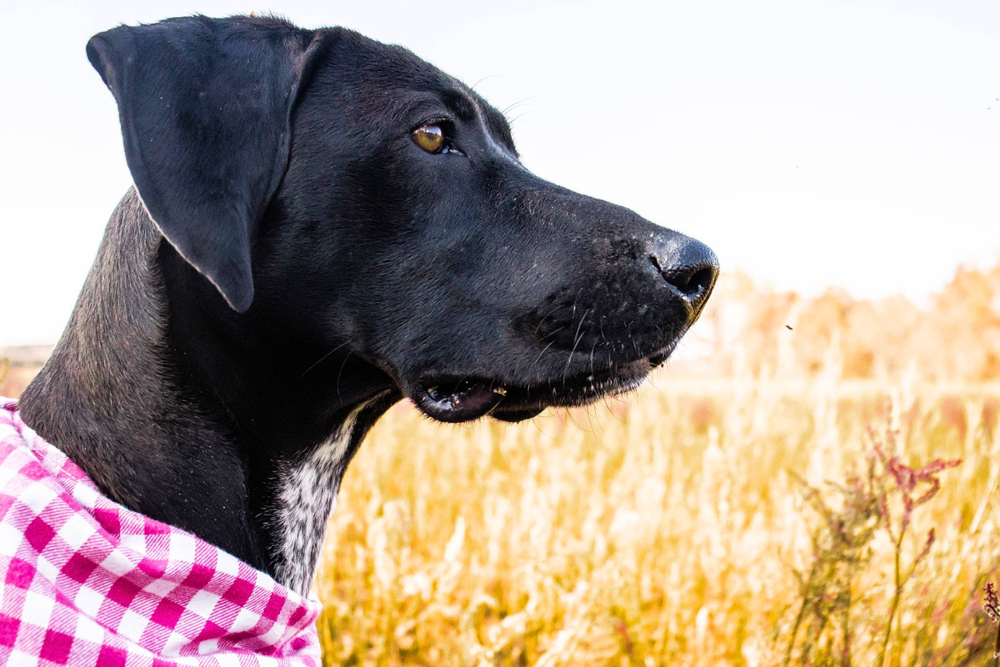 Sadie Mae is registered to the contest to win money with this photo: borador, canidae, carnivore, collar, companion_dog, dog, dog_breed, dog_collar, event, fur, grass, grassland, gun_dog, pattern, plant, retriever, snout, sporting_group, whiskers, working_animal