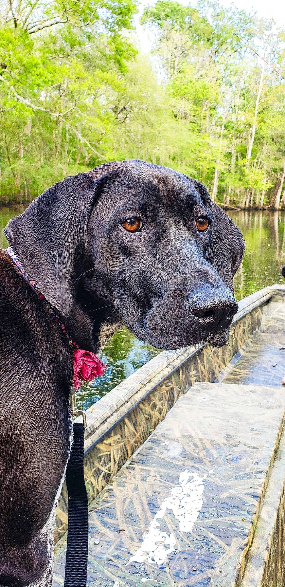Sadie Mae is registered to the contest to win money with this photo: borador, canidae, carnivore, collar, companion_dog, dog, dog_breed, dog_collar, fur, gun_dog, liver, pet_supply, plant, snout, sporting_group, terrestrial_animal, tree, water, working_animal, working_dog